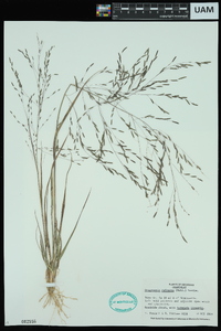 Eragrostis refracta image