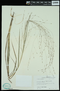 Eragrostis refracta image