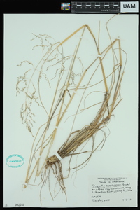 Eragrostis sessilispica image