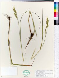 Festuca paradoxa image