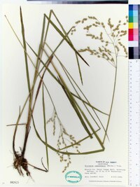 Glyceria canadensis image