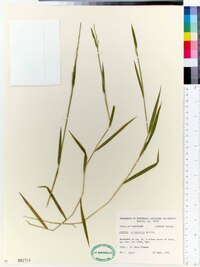 Leersia virginica image