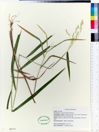 Leersia lenticularis image