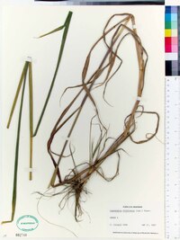 Leptochloa panicea subsp. brachiata image