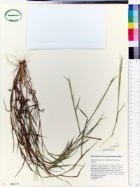 Digitaria cognata image