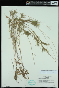 Dichanthelium acuminatum subsp. longiligulatum image