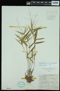 Dichanthelium commutatum subsp. ashei image