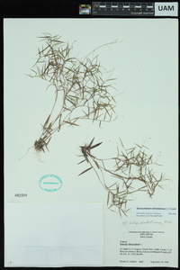 Panicum dichotomum image