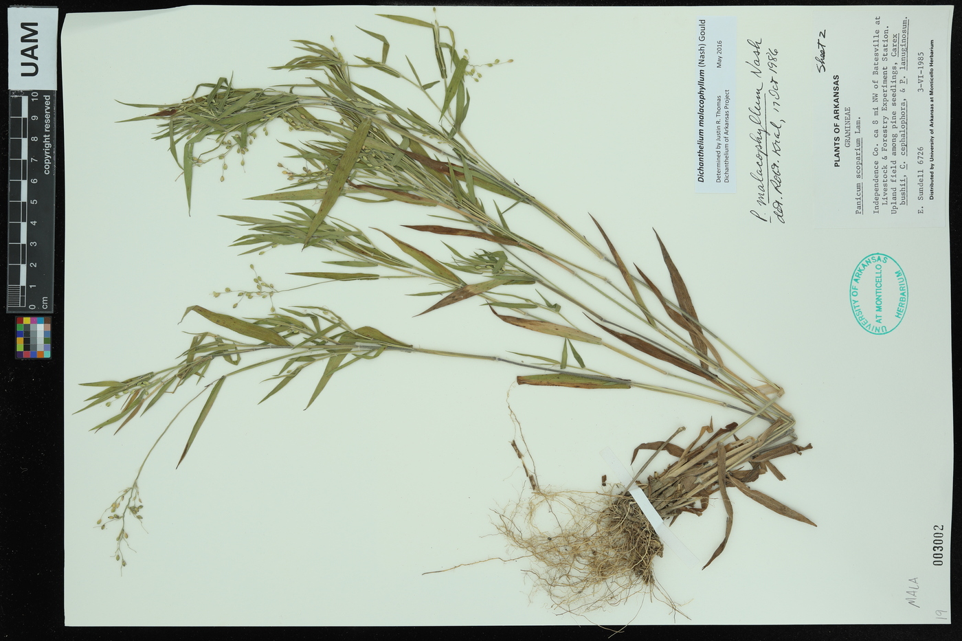 Dichanthelium malacophyllum image