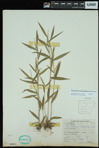 Dichanthelium malacophyllum image