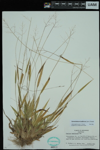 Dichanthelium laxiflorum image