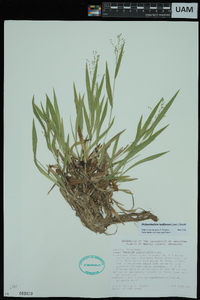 Dichanthelium laxiflorum image