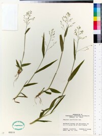 Panicum laxiflorum image