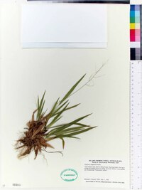 Panicum xalapense image