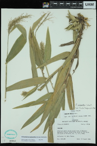 Dichanthelium polyanthes image