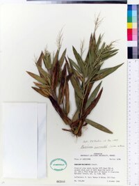 Panicum polyanthes image