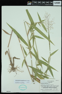 Dichanthelium scoparium image