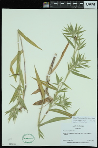 Dichanthelium scoparium image