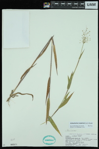 Dichanthelium scoparium image