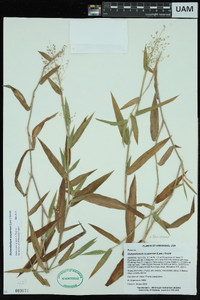 Dichanthelium scoparium image