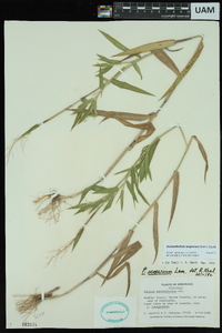 Dichanthelium scoparium image