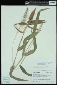 Dichanthelium polyanthes image