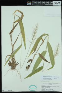 Dichanthelium polyanthes image