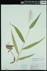 Dichanthelium polyanthes image