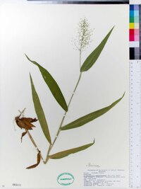 Dichanthelium polyanthes image