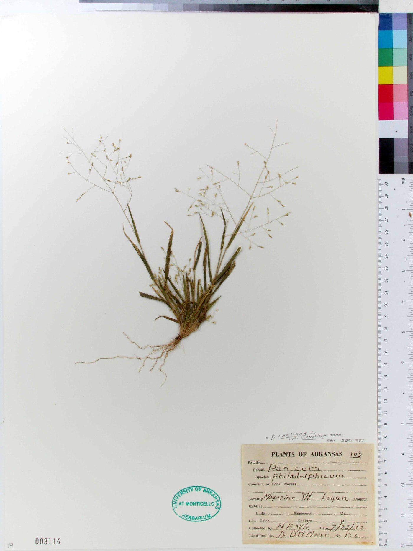 Panicum capillare var. sylvaticum image