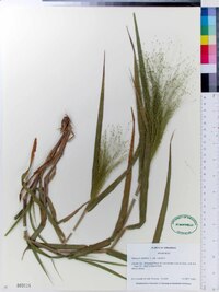 Panicum capillare var. capillare image