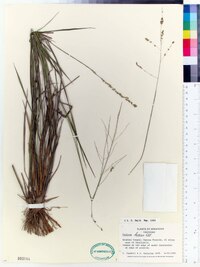 Panicum hians image