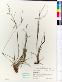 Panicum hians image