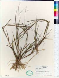 Panicum hians image