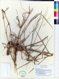 Panicum repens image