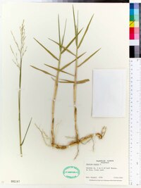 Panicum repens image