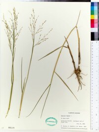 Panicum repens image