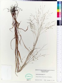 Kellochloa verrucosa image