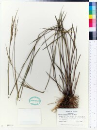 Panicum tenerum image