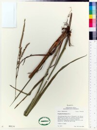 Paspalum floridanum image