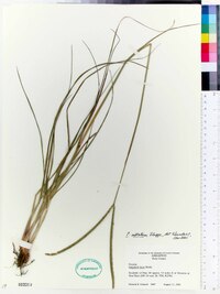 Paspalum notatum image