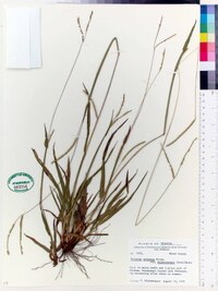 Paspalum setaceum var. muhlenbergii image