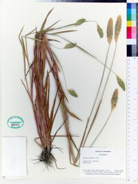 Phalaris caroliniana image