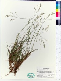 Poa autumnalis image