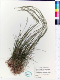 Poa autumnalis image