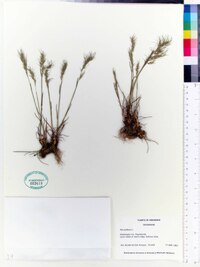 Poa bulbosa image