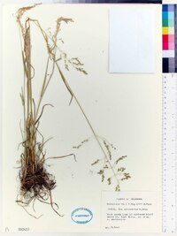 Poa sylvestris image