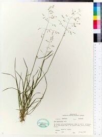 Poa sylvestris image