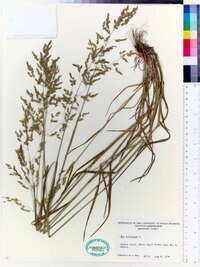 Poa trivialis image