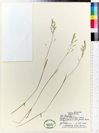 Poa trivialis image